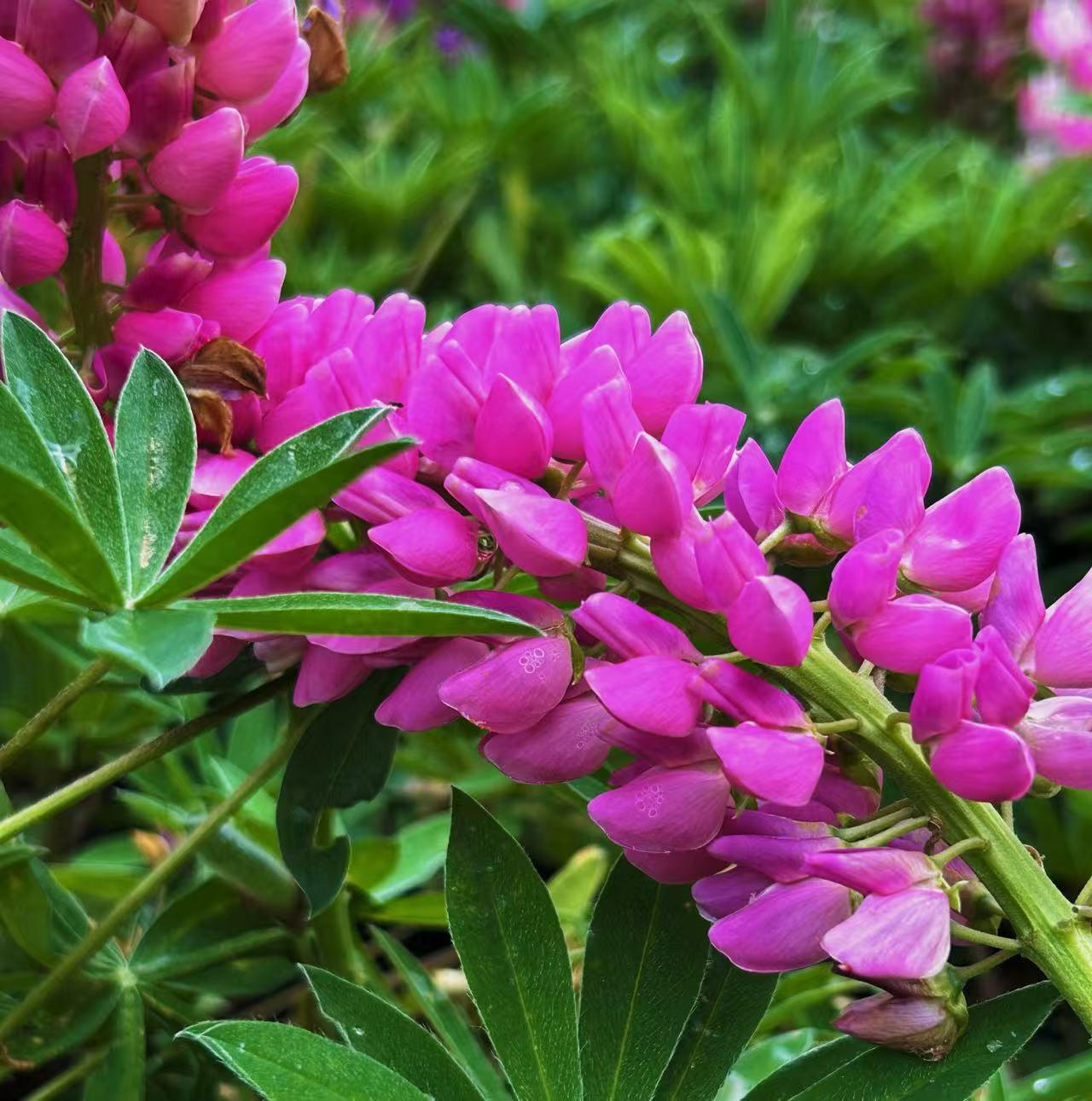 摄影三等奖 作者孙景欣 作品名称鲁冰花.jpg